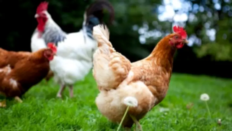 ارتفاع أسعار الدواجن اليوم: البلدي يصل لـ124 جنيها والبيضاء لـ100 جنيه للكيلو