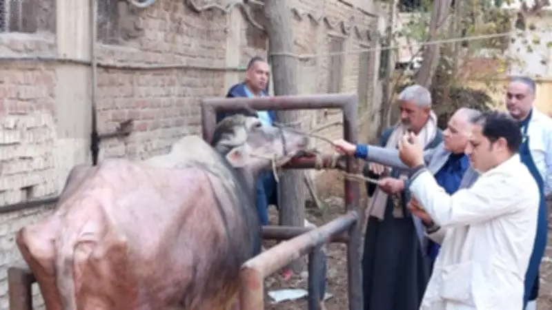 وزارة الزراعة تنفذ 241 قافلة بيطرية مجانية لدعم المربين في 238 قرية خلال يناير