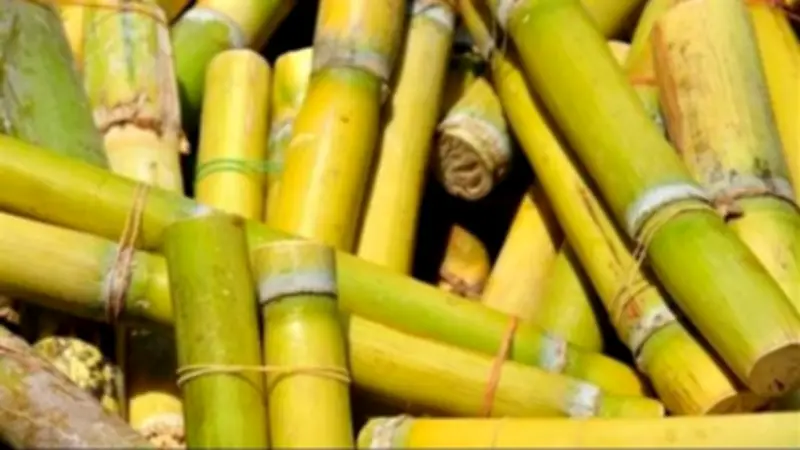 القابضة للصناعات الغذائية تورد 2.5 مليون طن قصب لمصانع السكر وتنتج 254 ألف طن سكر