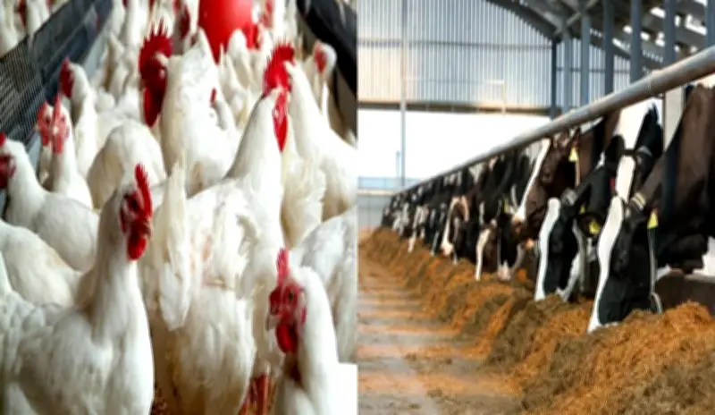 468 ترخيصًا جديدًا لأنشطة الإنتاج الحيواني والداجني في مصر مع صرف 297 مليون جنيه