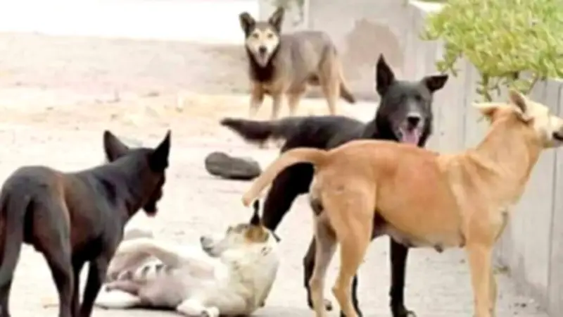 مديرية الطب البيطري بقنا تحقق إنجازًا بتحصين وتعقيم 96 كلبًا ضالًا ضمن حملات مكثفة