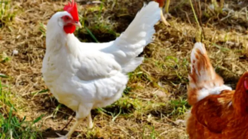 أسعار الدواجن تشهد تباينًا: البيضاء ترتفع والبلدي تنخفض اليوم الخميس