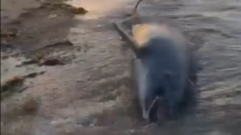 عثور مواطنين على دولفين نافق بساحل رأس غارب شمال البحر الأحمر