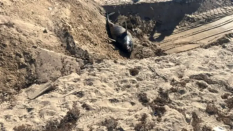 وزيرة التنمية المحلية تؤكد دفن الدرفيل النافق في رأس غارب وفقًا للاشتراطات البيئية