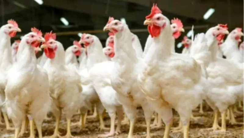 أسعار الفراخ البيضاء تشهد تحركات جديدة في الأسواق اليوم الجمعة