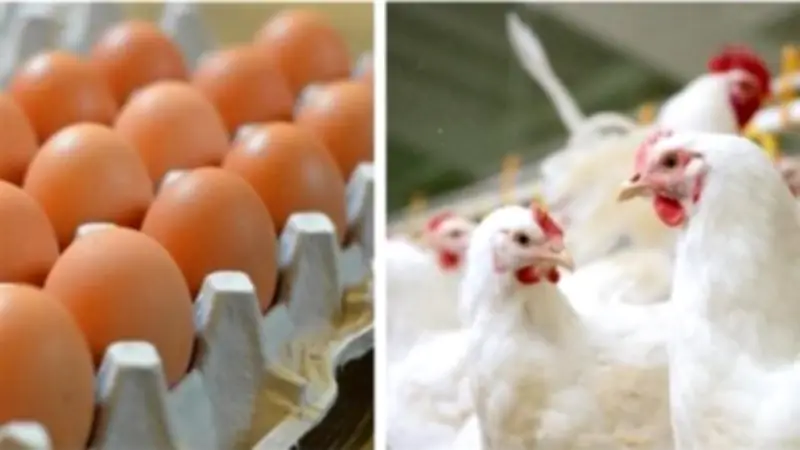 تراجع متوقع في أسعار البيض والدواجن مع بدء الصوم الكبير في مصر