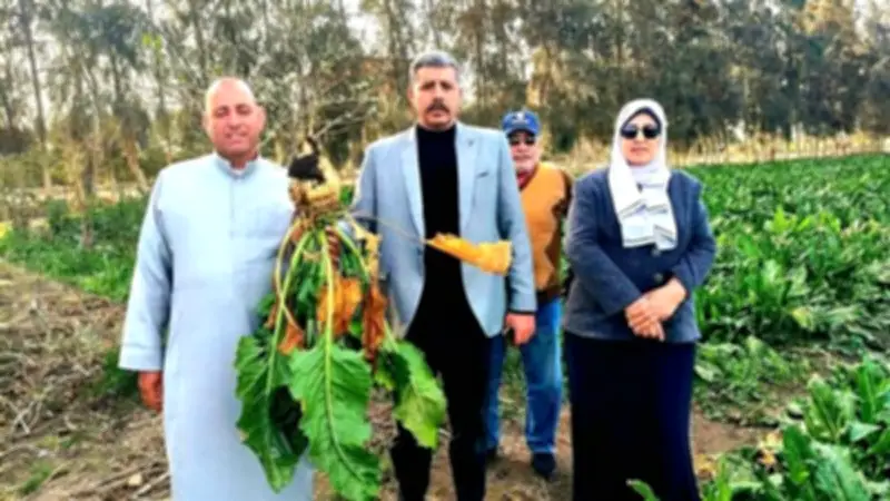 مديرية الزراعة بالإسماعيلية تتابع استعدادات حصاد محصول بنجر السكر في القنطرة غرب