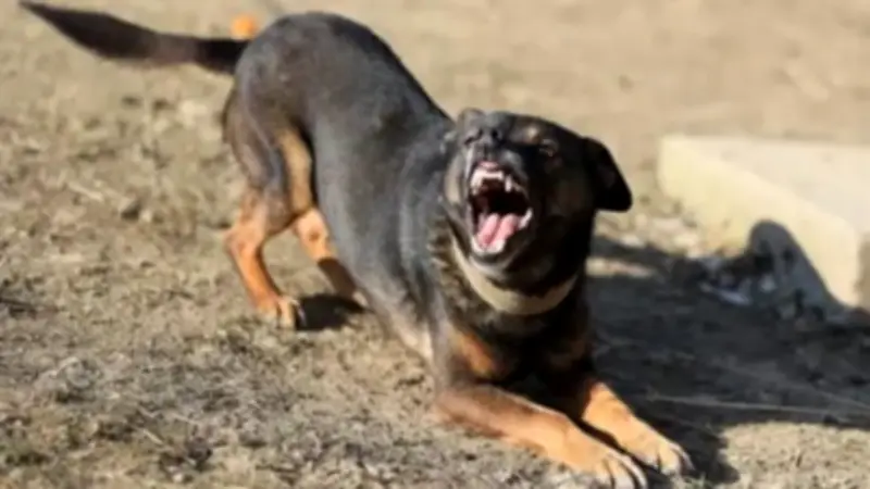 إصابة ثلاثة أشخاص في حادث عقر جماعي بشارع صالح في ميت غمر