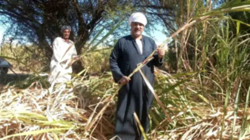 نائب يوجه طلب إحاطة عاجل بشأن تأخر صرف مستحقات مزارعي قصب السكر في الصعيد