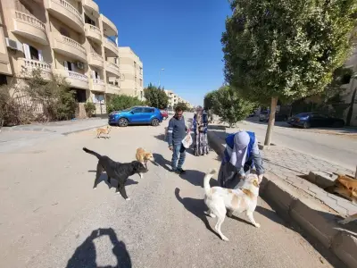 تحصين 12665 كلب حر وتعقيم 1593 منذ يناير ضمن حملة مكافحة السعار