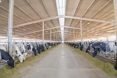 تمويل جديد بقيمة 297 مليون جنيه لمشروع البتلو لصالح 425 مستفيداً