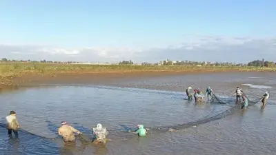 طفرة إنتاجية غير مسبوقة في مزرعة الزاوية بكفر الشيخ: حصاد 30 طن أسماك من 7 أفدنة