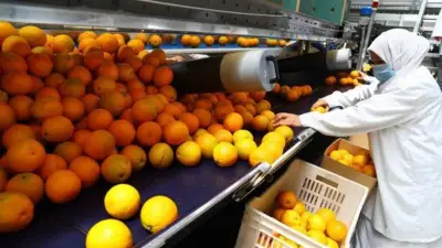 هيئة سلامة الغذاء: 300 ألف طن صادرات غذائية إلى 184 دولة خلال أسبوع واحد