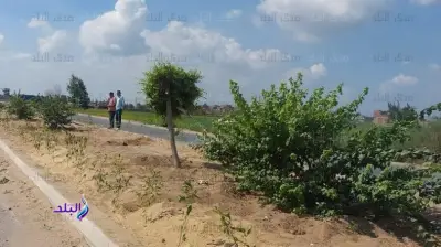 خبير بيئي: تنفيذ 32% من مبادرة 100 مليون شجرة.. وخطط للوصول إلى 50% قريبًا