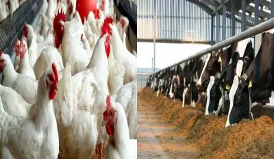 468 ترخيصًا جديدًا لأنشطة الإنتاج الحيواني والداجني في مصر مع صرف 297 مليون جنيه