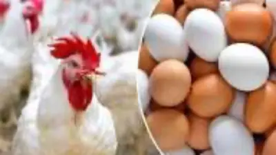ارتفاع أسعار الدواجن 5 جنيهات.. البيضاء تصل لـ106 جنيه في الأسواق