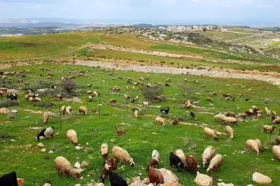 تقرير دولي يحذر: تغير المناخ قد يقلص 65% من مراعي إفريقيا بحلول 2100