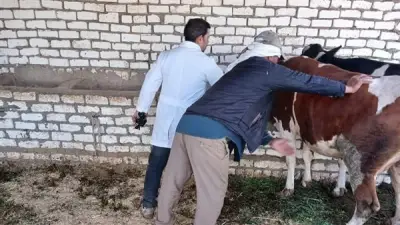 المنيا: ضبط 719 كيلو لحوم فاسدة ومذبوحة خارج المجازر في حملات تفتيشية مكثفة