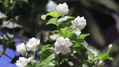 تفسير رؤية الفل في المنام: دلالات إيجابية وعلاقتها بسماع أخبار سارة قريبًا