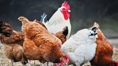 صدمة أسعار الدواجن تثير غضب المواطنين.. اتحاد المنتجين يلوم التخزين وشعبة الثروة الداجنة تكشف عن تدخلات مسيطرة