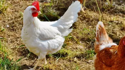 أسعار الدواجن تشهد تباينًا: البيضاء ترتفع والبلدي تنخفض اليوم الخميس