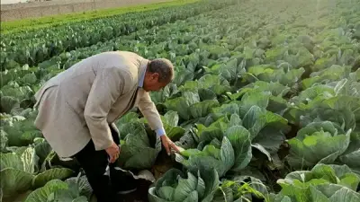 محافظ أسيوط يوجه بتكثيف المتابعة الميدانية للزراعات الشتوية لضمان جودة المحاصيل