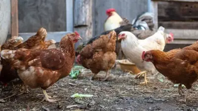 أسعار الدواجن اليوم: انخفاض طفيف في الفراخ البيضاء وارتفاع في البلدي