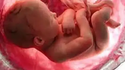 العثور على جوال يحتوي أجنة صغيرة في المنيا وسط ظروف غامضة