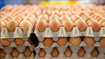 استقرار أسعار كرتونة البيض اليوم في بورصة الدواجن ومحال الجملة