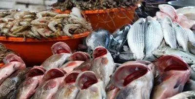 فروقات كبيرة في أسعار الأسماك بين الجملة والتجزئة تشعل أسواق مصر اليوم