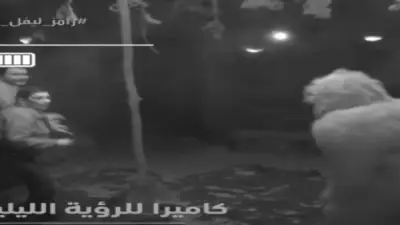 سماح أنور تظهر ثباتًا انفعاليًا مذهلاً في مواجهة غوريلا رامز ببرنامج ليفل الوحش