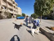 تحصين 12665 كلب حر وتعقيم 1593 منذ يناير ضمن حملة مكافحة السعار