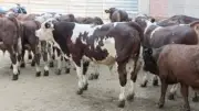الغربية تحصّن 221 ألف رأس ماشية ضد الحمى القلاعية في حملة استثنائية لحماية الثروة الحيوانية