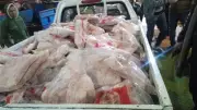 ضبط 770 كيلو دواجن منتهية الصلاحية في حملة تموينية مكبرة بالقليوبية