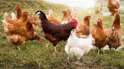 انخفاض أسعار الدواجن اليوم: الفراخ البيضاء بـ94 جنيها والبلدي بـ120 جنيها للكيلو