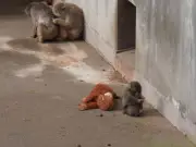 قصة مؤثرة: قرد صغير في اليابان يخطف قلوب العالم بفعلته الإنسانية