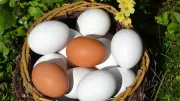 استقرار أسعار البيض في بورصة الدواجن ومحال الجملة خلال رمضان