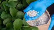 ارتفاع نترات النشادر المخصوص وانخفاض اليوريا العادية في أسواق الأسمدة اليوم