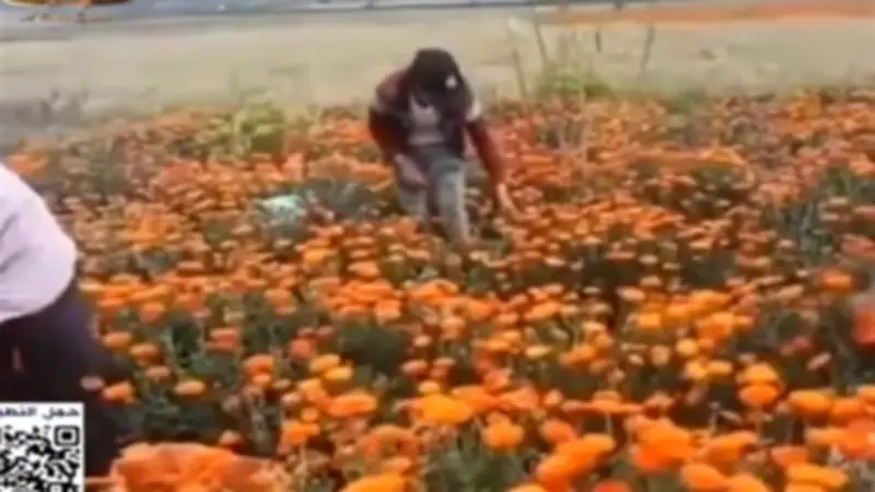 عميد صيدلة القاهرة: تسجيل معشبة النباتات الطبية دوليًا إنجاز عالمي يعزز البحث العلمي