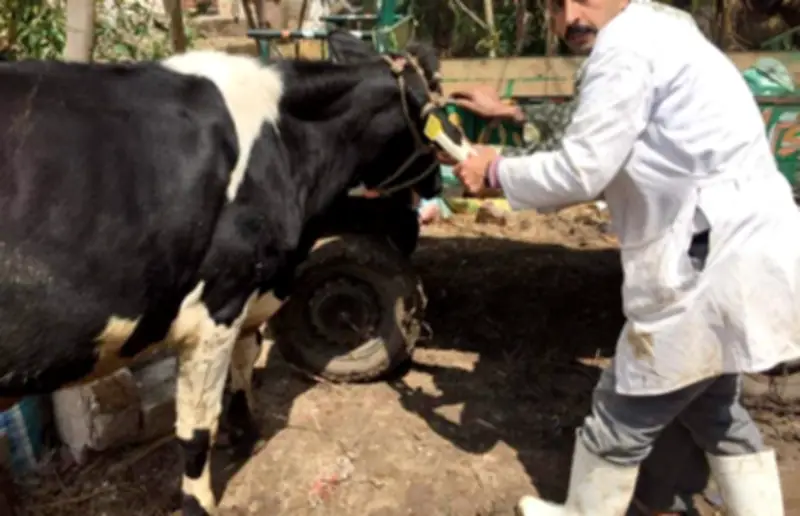 نقابة الفلاحين ووزارة الزراعة تطلقان مبادرة لتوفير اللقاحات ومستلزمات تحسين الماشية في المحافظات