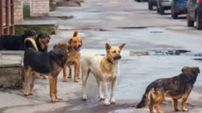 الزراعة: تحصين 14 ألف كلب وتعقيم 1605 منذ يناير ضمن حملة مكافحة السعار