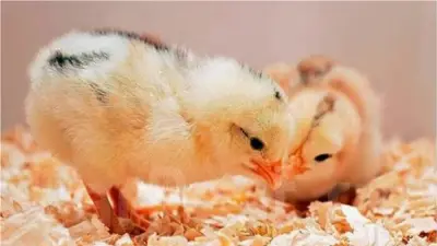 أسعار الكتاكيت في بورصة الدواجن اليوم السبت 14 مارس 2026: الكتكوت الأبيض يبدأ من 5 جنيهات