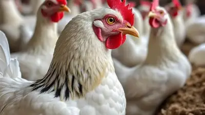 ارتفاع أسعار الدواجن اليوم الأربعاء 18 مارس 2026 مع زيادة 50 قرشًا للكيلو