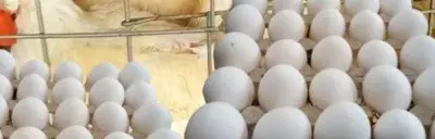 بائع البيض في شوارع القاهرة عام 1974: صورة نادرة تروي قصة كفاح يومي