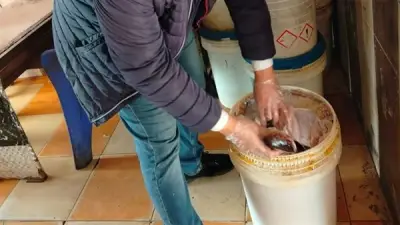 الطب البيطري بالشرقية يضبط 2 طن لحوم فاسدة ويحرر 29 مخالفة في حملات تفتيشية موسعة