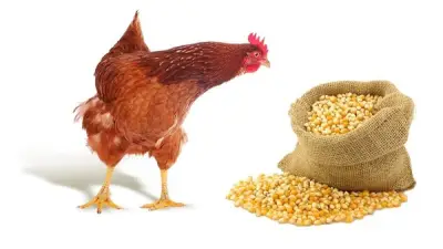 انخفاض كبير في أسعار الذرة البيضاء 2049 جنيهًا.. تفاصيل أسعار الأعلاف والحبوب اليوم