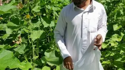 مصر تخطط لمضاعفة مساحات النباتات الطبية والعطرية إلى 250 ألف فدان بحلول 2030