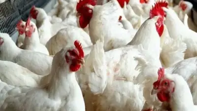 ارتفاع صاروخي في أسعار الدواجن والبيض.. البانيه يكسر حاجز الـ260 جنيها