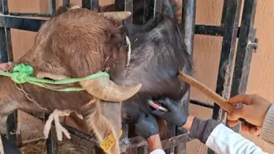 الطب البيطري بالشرقية يفحص 2770 رأس ماشية لمكافحة البروسيلا والسل البقري