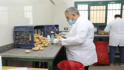 الزراعة: فحص 290 ألف طن بطاطس للتصدير في فبراير ضمن جهود تعزيز الجودة